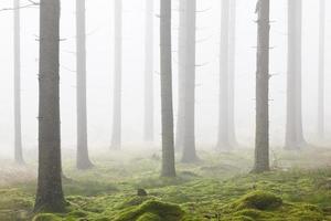 Forest with morning mist photo