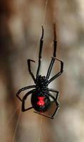 Black Widow Spider with Red Hourglass
