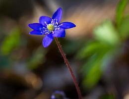 Blue sprigtime liverworts flower (hepatica nobilis)