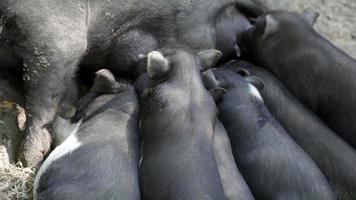 la cerda alimenta a los cerdos recién nacidos video