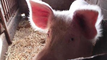 Curious pig video