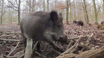 Boar Stock Video Footage for Free Download Boar Stock Video Footage for Free Download