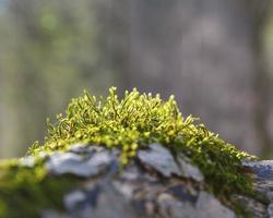 old tree bark with moss on it photo