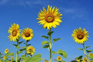 Sunflower and blue sky. photo