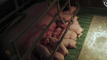 granja de cerdos en europa del este video