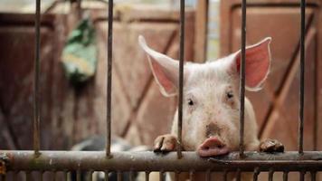 porcos jovens na fazenda de criação de animais video