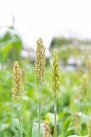 Millet in the field photo