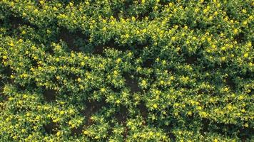 antenn: frodig ung gul blommande raps på odlad jordbruksmark