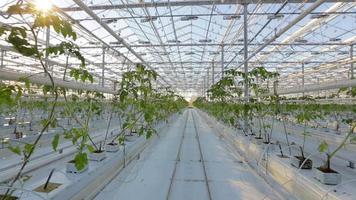 Industrial greenhouses, many rows of green plants.
