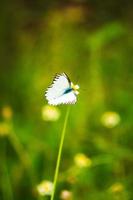 Small butterfly photo