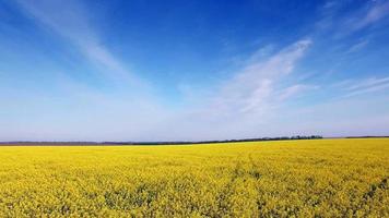 luchtfoto van koolzaad veld, gele bloemen en blauwe hemel.