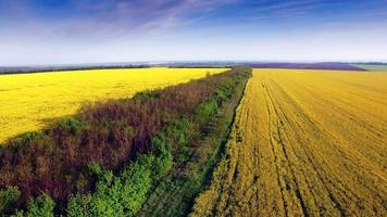 Aerial view of colza field, yellow flowers and blue sky. video