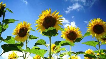viele Sonnenblumen am sonnigen Tag