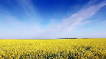 vista aérea del campo de colza, flores amarillas y cielo azul. video