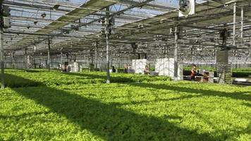 Large industrial greenhouses, green beds, people are working video