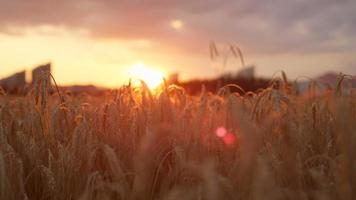 CLOSE UP: Golden sun shining through dry yellow wheat ear on agricultural field
