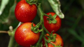cultivo de tomates de cerca