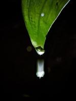 Dewdrop falling from a leaf