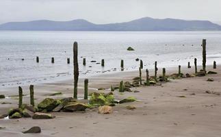 Wooden poles with mud and seaweed on the beach of photo