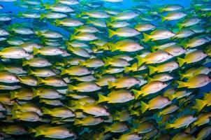 Una fotografía submarina de un banco de peces de cola amarilla. foto