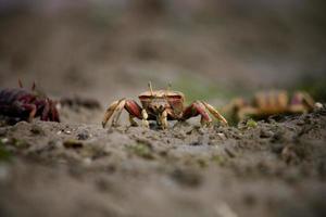 Marsh fiddler crab photo