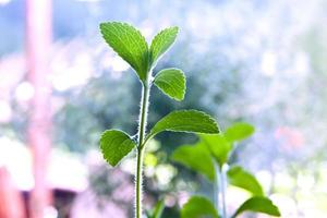 Stevia plant photo