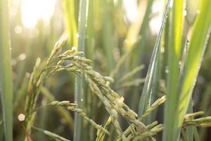 Rice plant photo