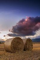 Round straw bales in the fields at sunset photo