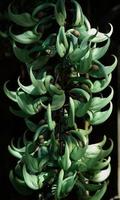 planta de jade foto
