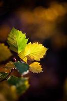 Beautiful colorful autumn leafs photo