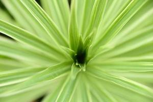 Green leafy plant photo
