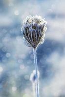 Frozen meadow plant