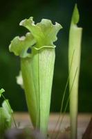 Sarracenia. Exotic plant