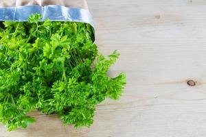 Curly parsley plant photo