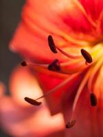 Extreme macro shot. Abstract background of red lily photo