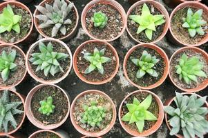 miniature ornamental plants