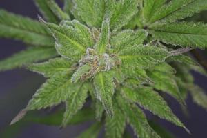 Marijuana ( cannabis), growing hemp plant photo