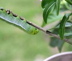 Green worm stay on plant. photo