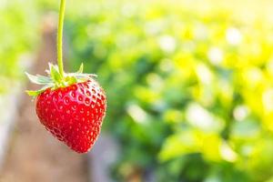 Strawberry with planting strawberry background photo