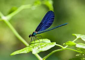 Damselfly on plant with green background. photo