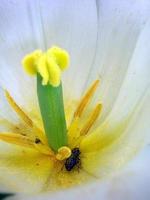 insecto y un interior de tulipán foto
