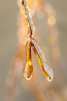 Birch branches covered with ice photo