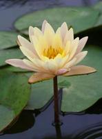 white yellow lotus photo
