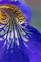 Iris petal, Schwertlinlien Blütenblatt (genus Iris)
