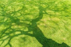 Sombra de árbol sobre hierba verde corta en primavera foto