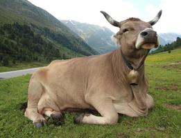 Cow resting on an Alpine Meadow in Austria photo