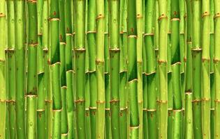 fondo de bambú
