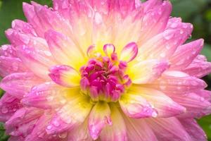 Close up Beautiful Pink dahlia after rainy