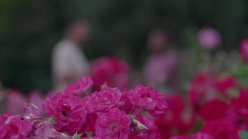 närbild av rosa blommor i park video