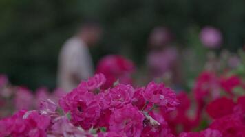 Rack focus of young couple talking in park video